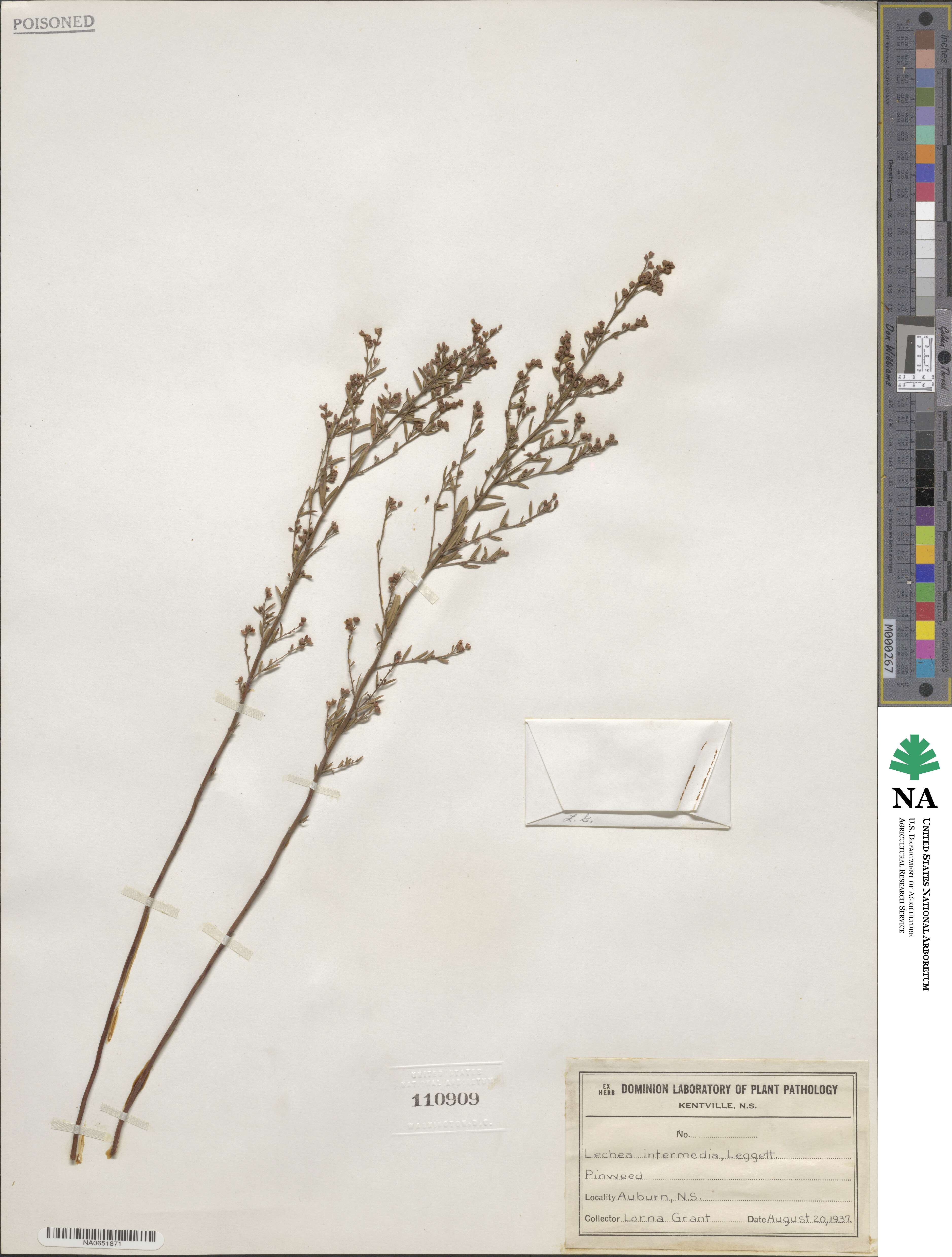 Lechea intermedia image
