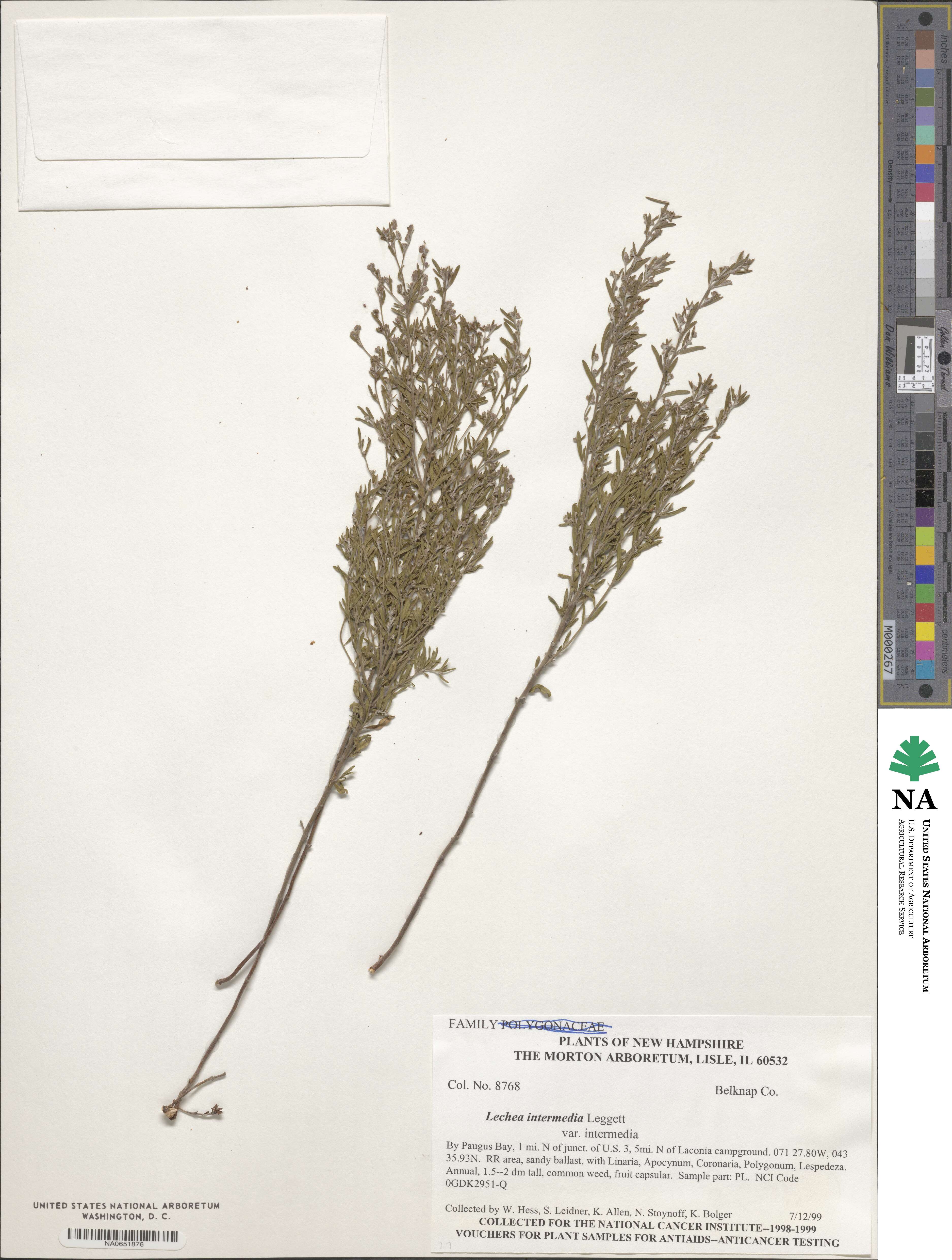 Lechea intermedia image