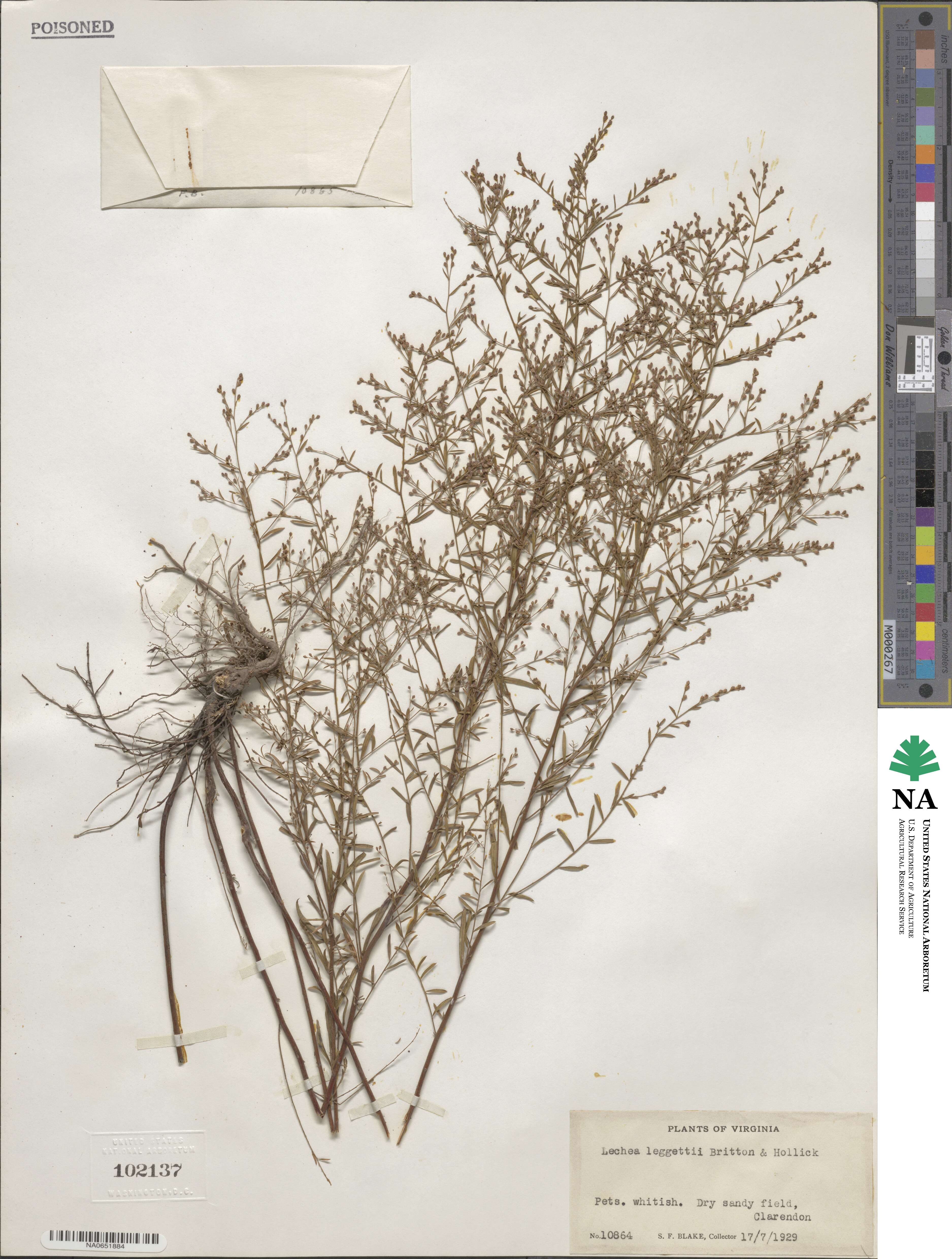 Lechea pulchella image