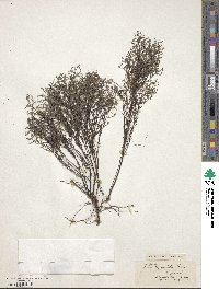 Lechea thymifolia image