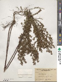 Lechea mucronata image