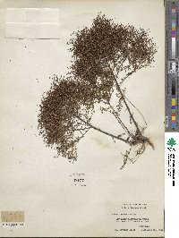 Lechea racemulosa image