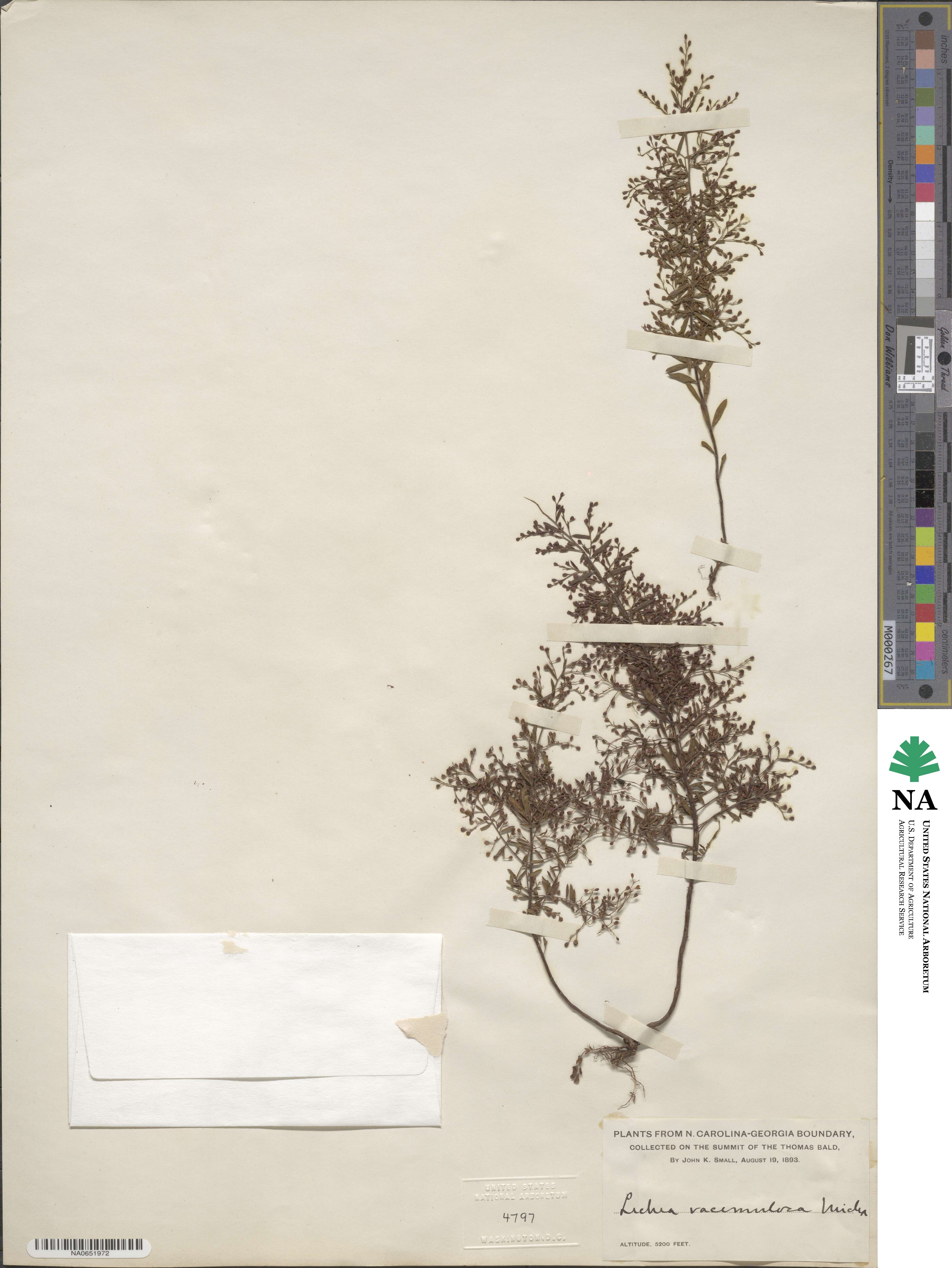 Lechea racemulosa image