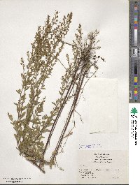 Lechea mucronata image