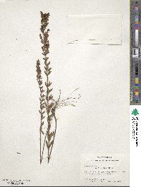 Lechea mucronata image