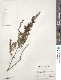 Lechea mucronata image