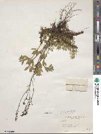 Lechea mucronata image