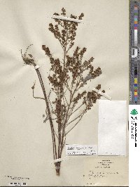 Lechea mucronata image