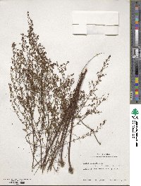 Lechea mucronata image