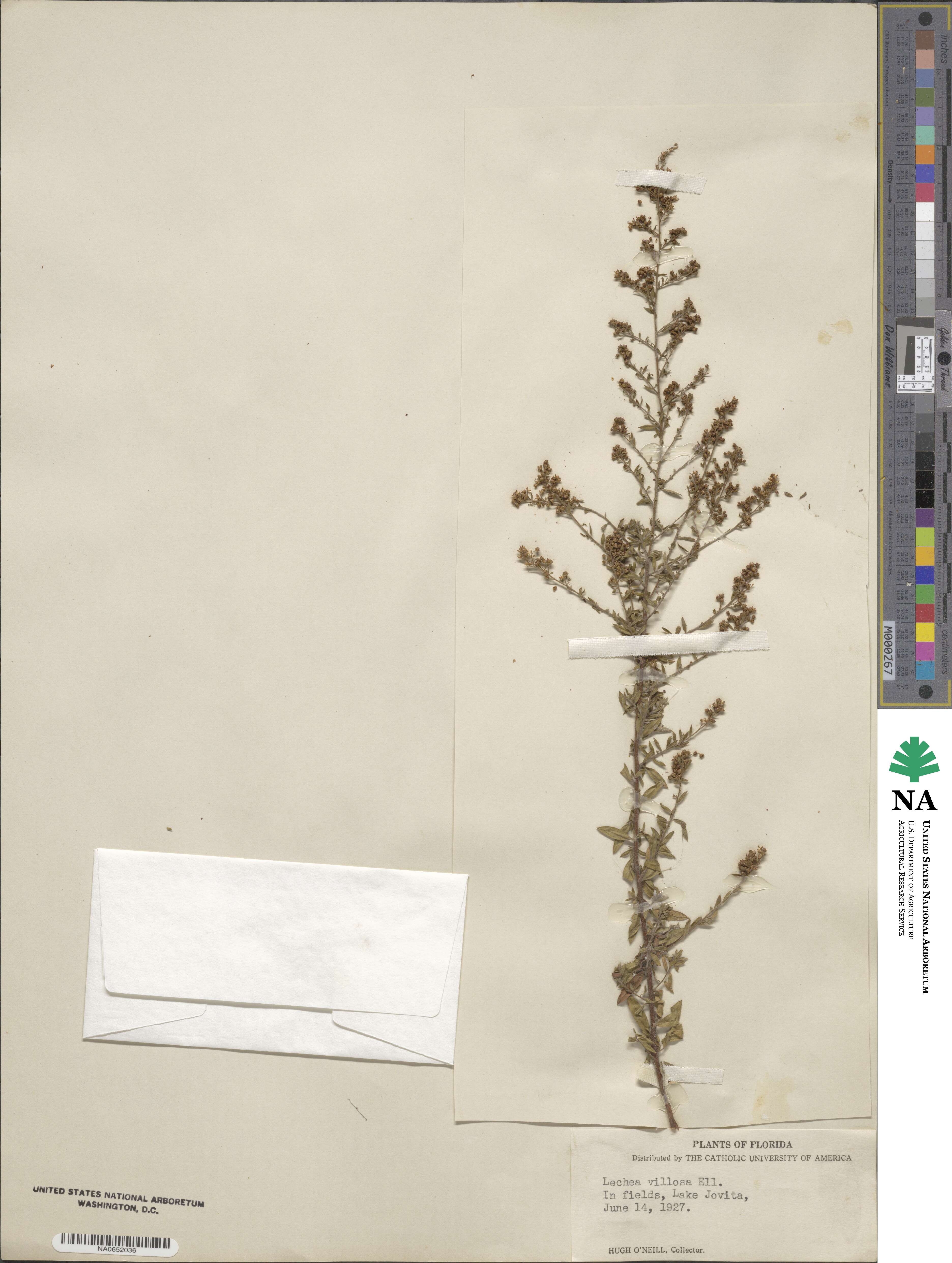 Lechea mucronata image