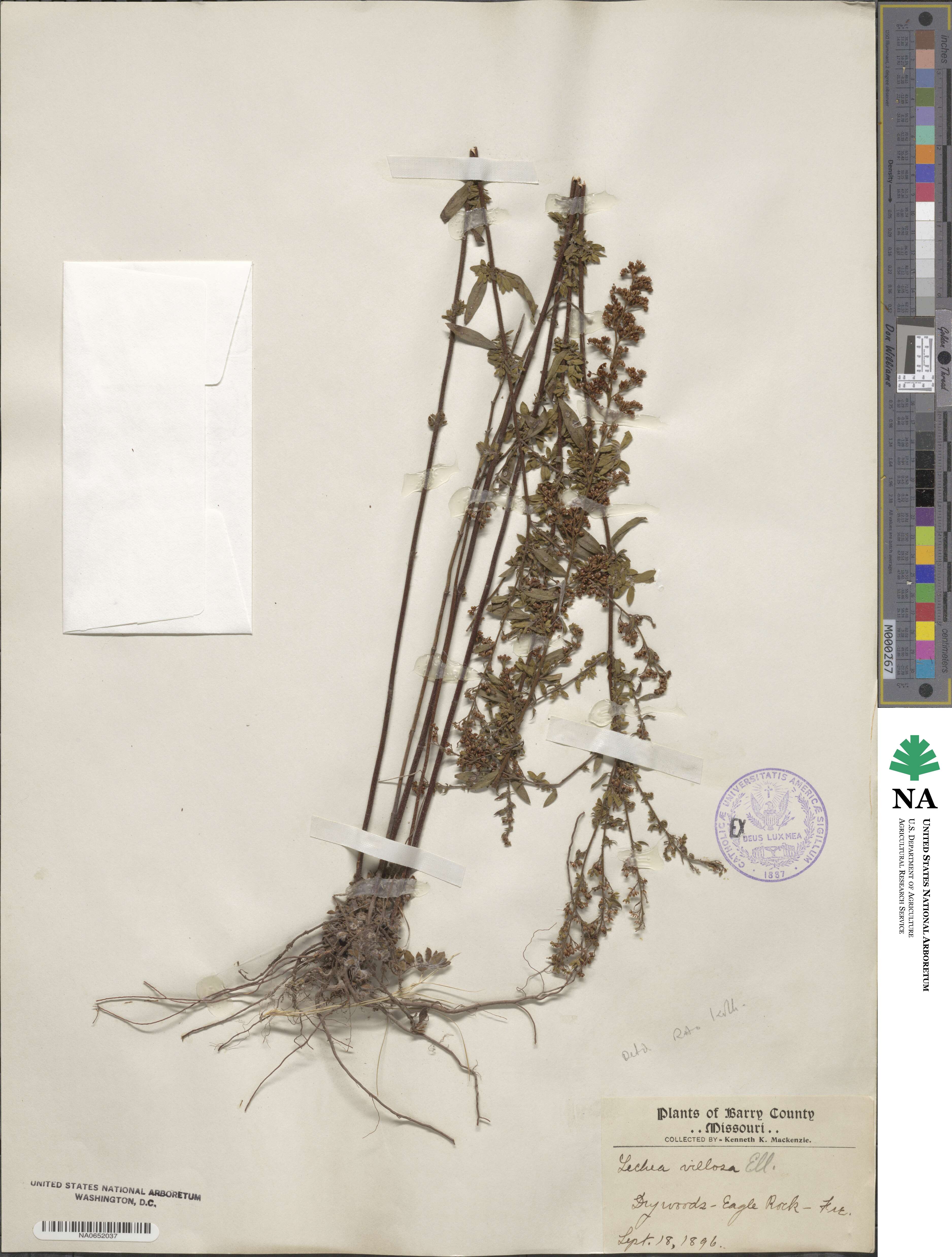 Lechea mucronata image