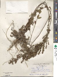 Lechea mucronata image