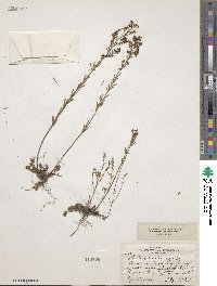 Lechea stricta image