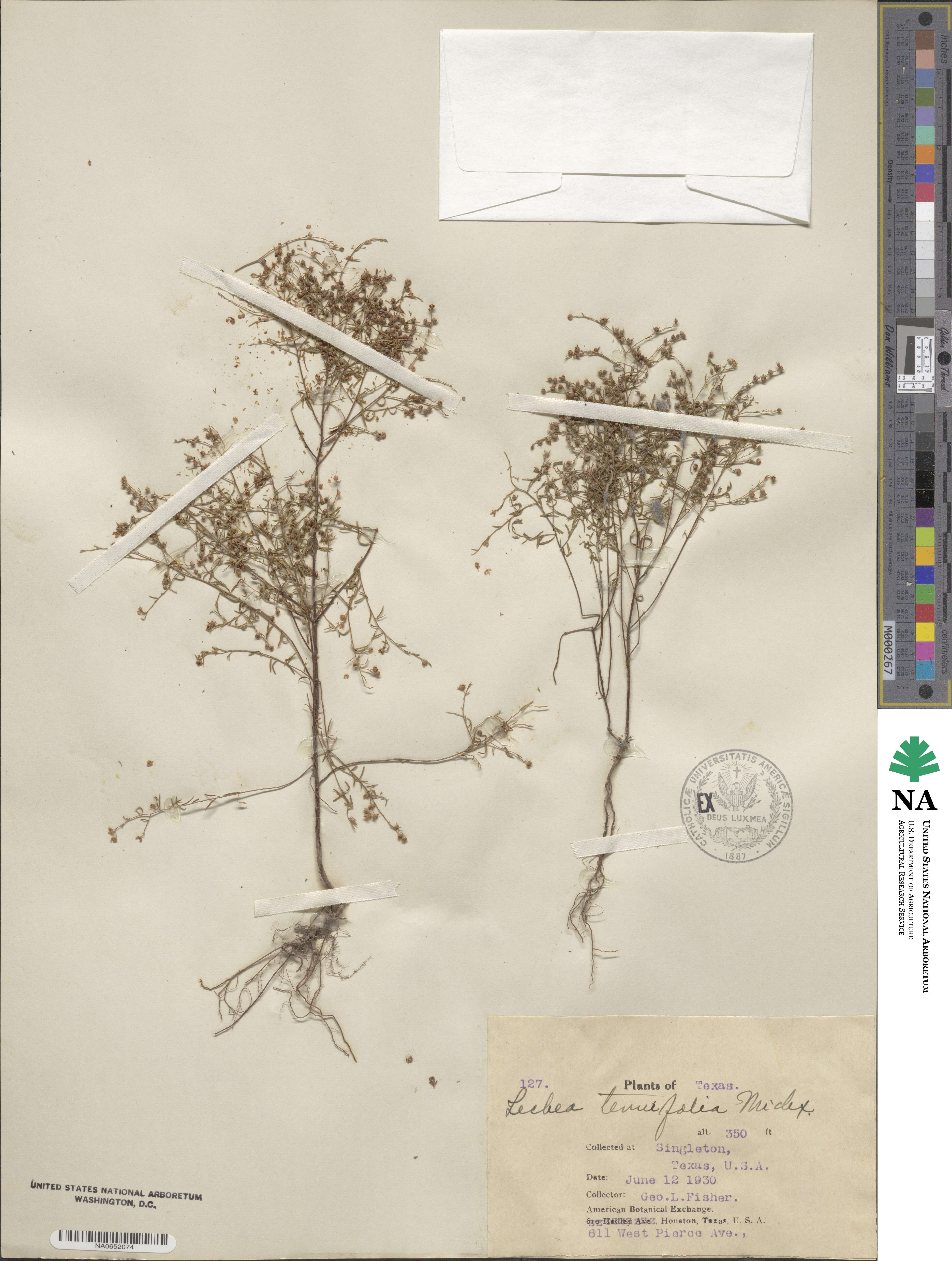 Lechea tenuifolia image