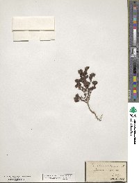 Frankenia laevis subsp. laevis image