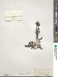 Frankenia laevis subsp. laevis image