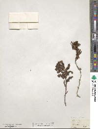 Frankenia laevis subsp. laevis image