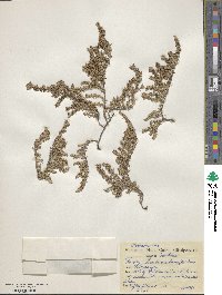 Frankenia laevis subsp. laevis image