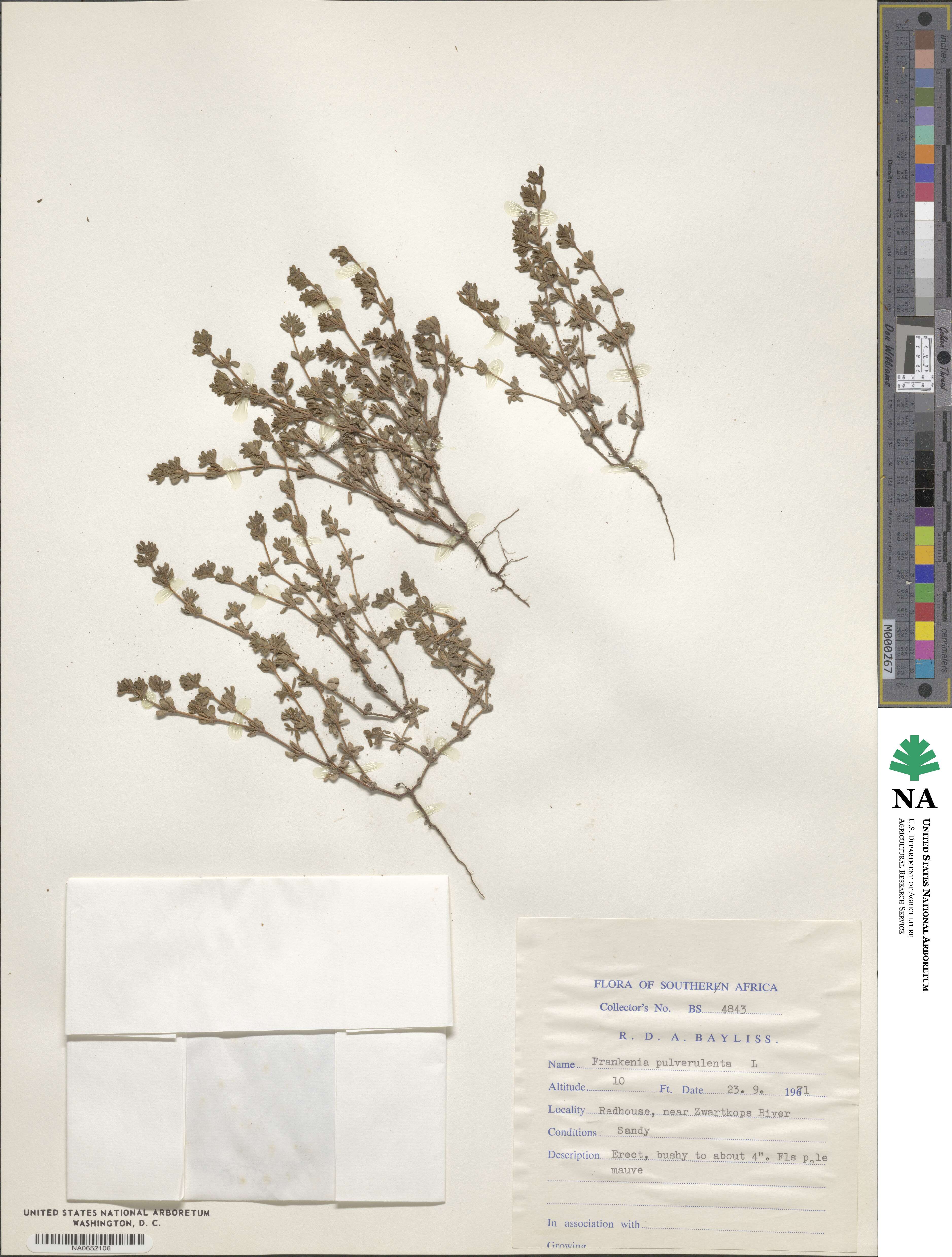 Frankenia pulverulenta image