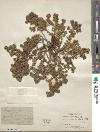 Frankenia laevis subsp. velutina image