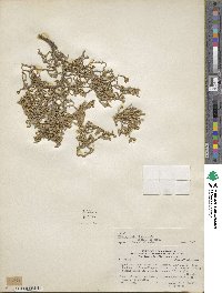 Frankenia chubutensis image