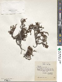 Frankenia juniperoides image