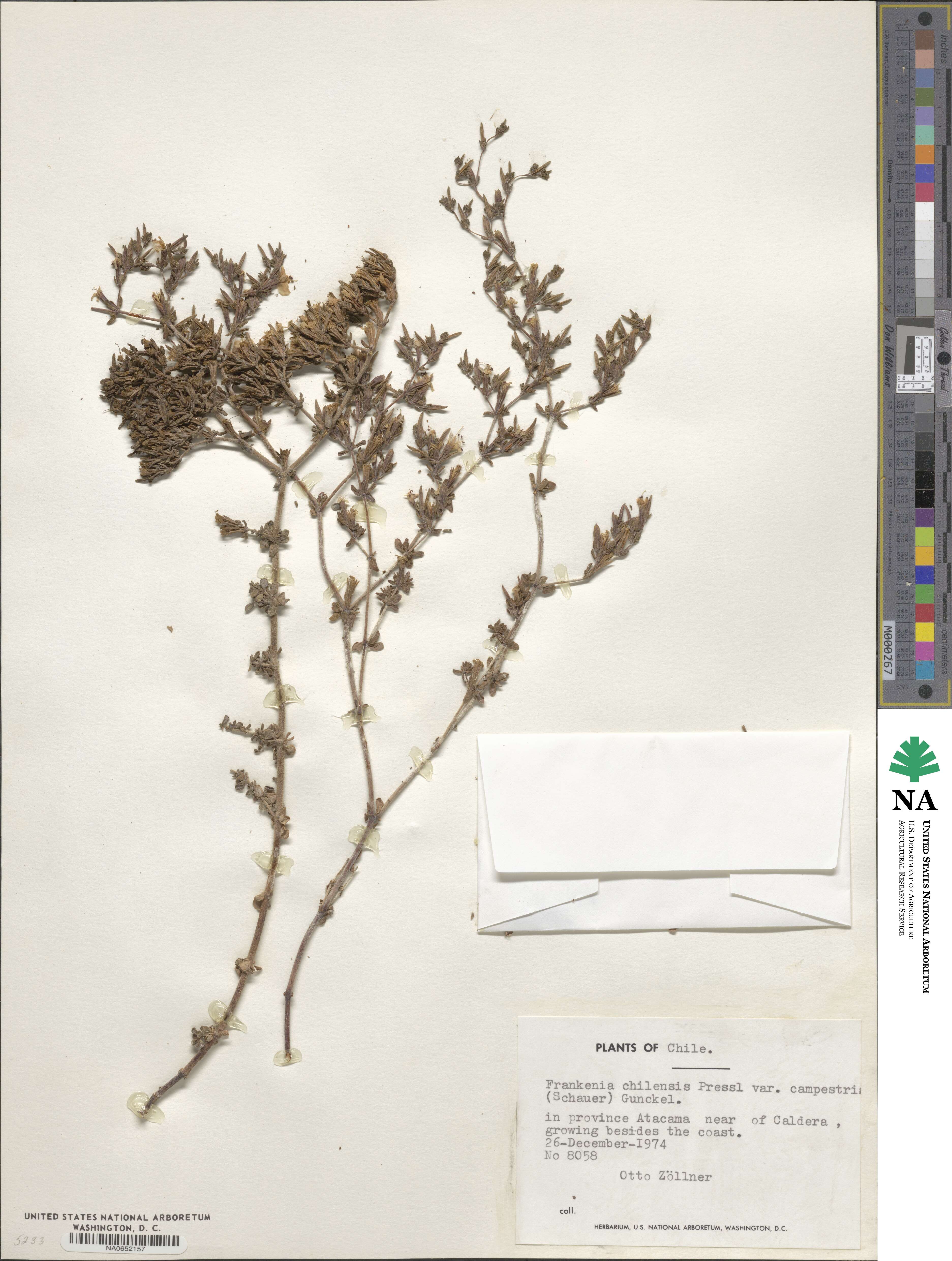 Frankenia chilensis image