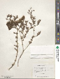 Frankenia chilensis image