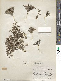 Frankenia chilensis image