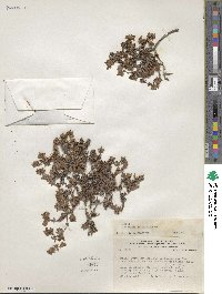 Frankenia chilensis image