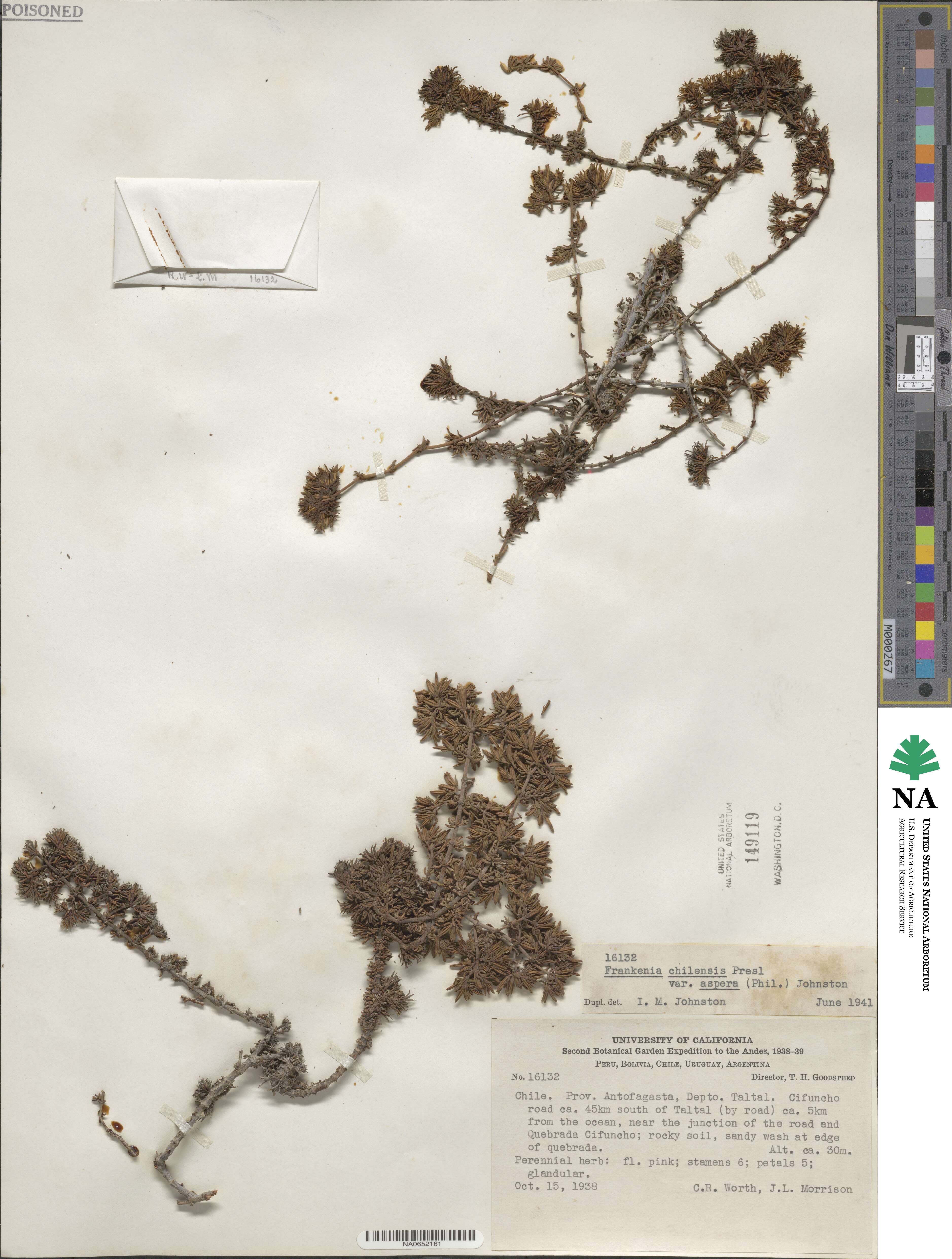 Frankenia chilensis image