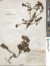 Frankenia chilensis image