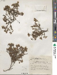 Frankenia chilensis image