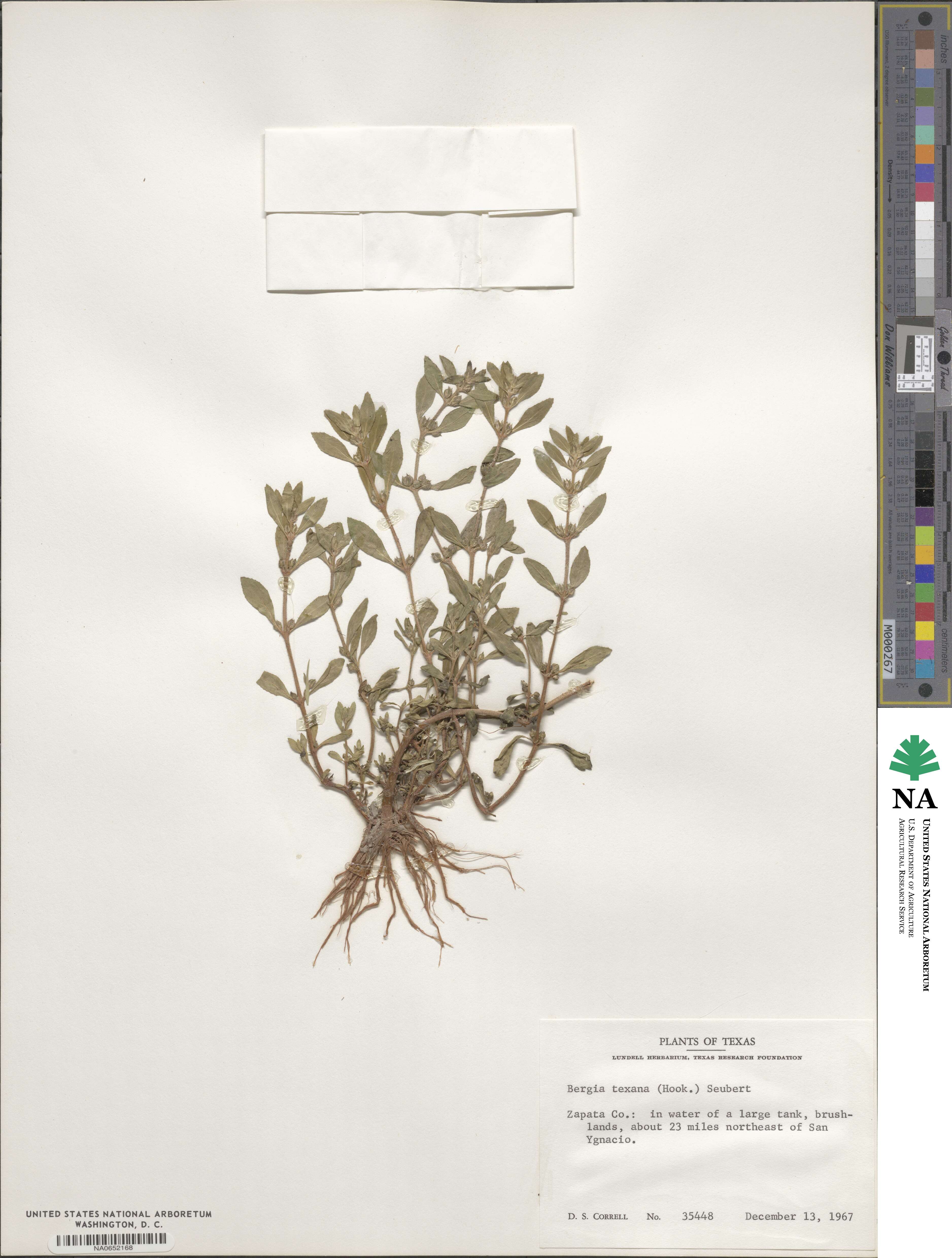 Bergia texana image