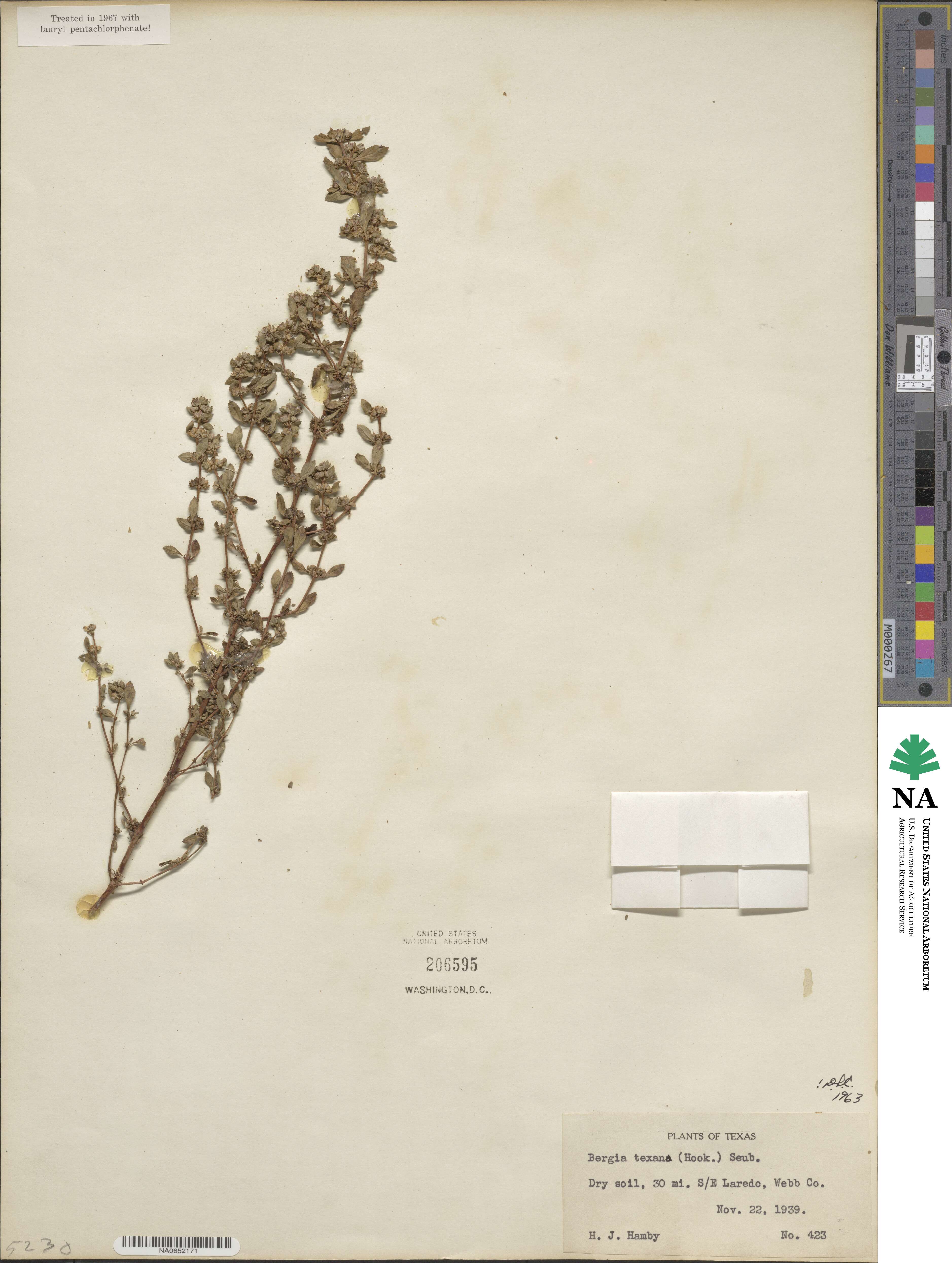 Bergia texana image