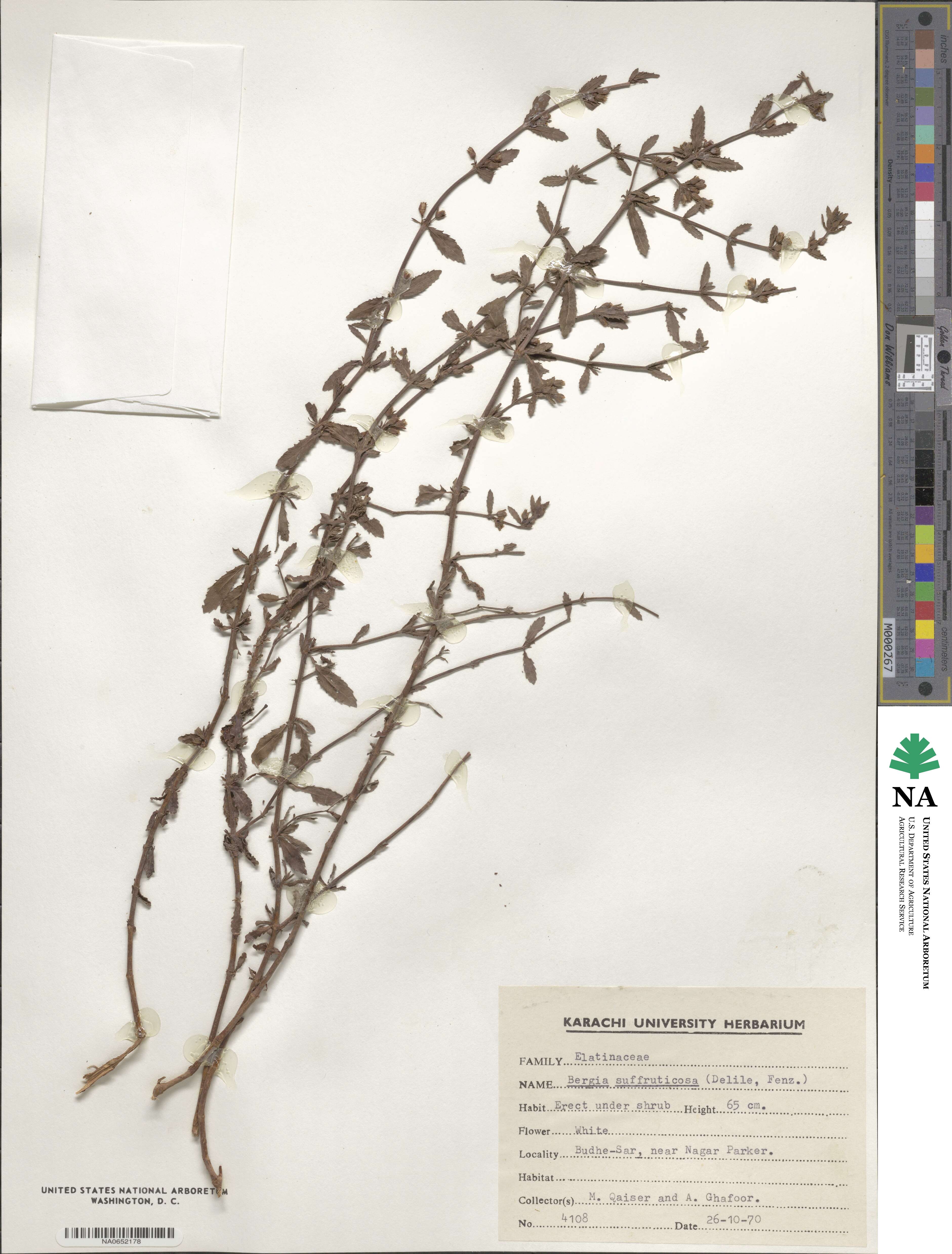 Bergia suffruticosa image