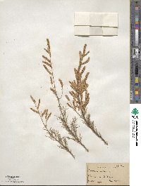 Tamarix gallica image