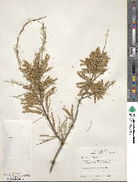 Tamarix gallica image