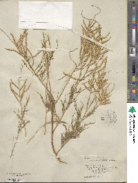 Tamarix gallica image