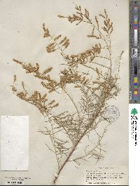 Tamarix gallica image