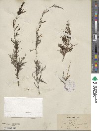 Tamarix gallica image