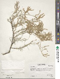 Tamarix gallica image