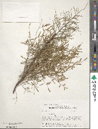 Tamarix gallica image