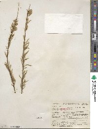 Tamarix gallica image