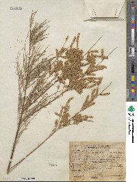 Tamarix gallica image