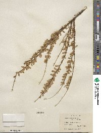 Tamarix parviflora image