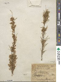 Tamarix parviflora image