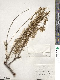 Tamarix parviflora image