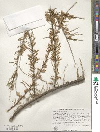 Tamarix parviflora image