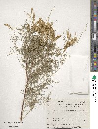 Tamarix parviflora image